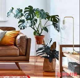 在澳洲生活，幫你盤(pán)點(diǎn)那些省時(shí)又省錢(qián)的家居實(shí)用好物